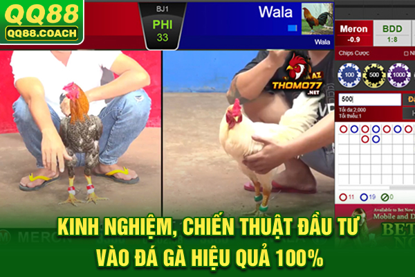 Kinh nghiệm, chiến thuật đầu tư vào đá gà hiệu quả 100%